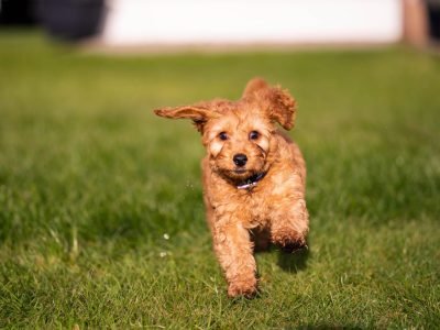 Dog Breeds That Start With C: Charming Canine Companions