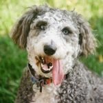 Dog Breeds That Start With H: Discover Hidden Gems