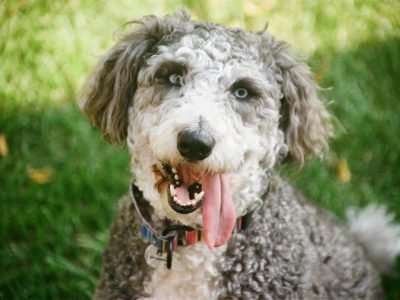 Dog Breeds That Start With H: Discover Hidden Gems