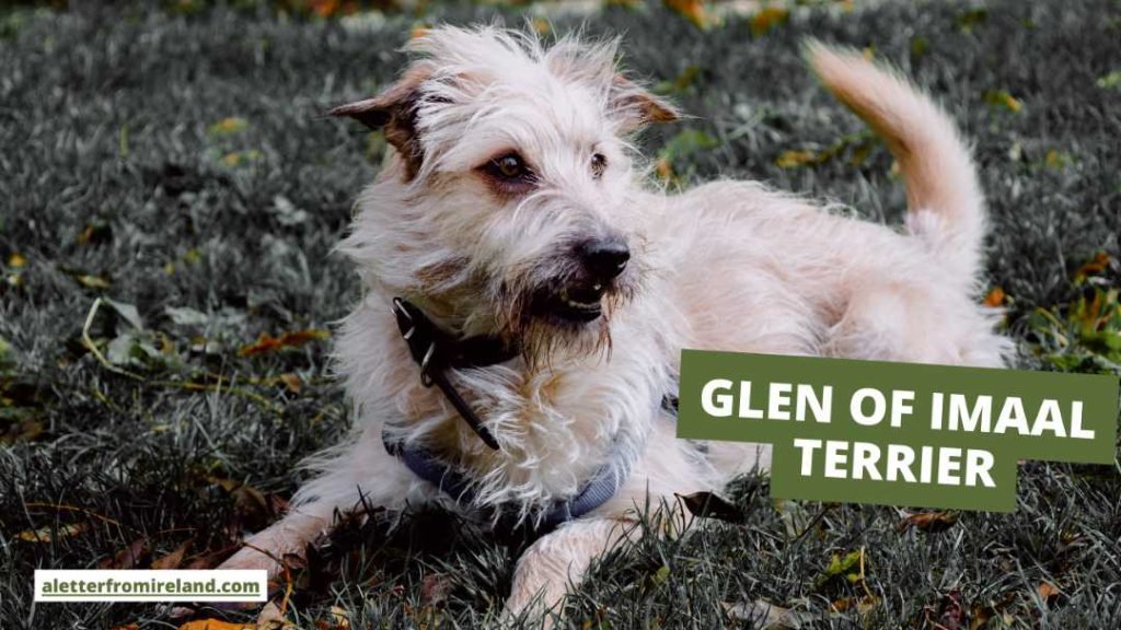 Dog Breeds That Start With I: Discover Unique Canines