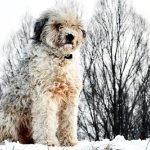 Dog Breeds That Start With M: Discover Marvelous Pups