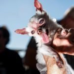 Dog Breeds Ugly: Unveiling Unique Charm