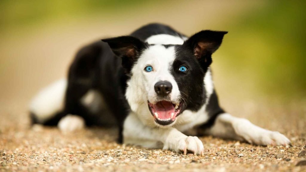 Dog Breeds With Blue Eyes: Stunning Canine Wonders