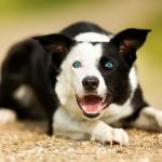 Dog Breeds With Blue Eyes: Stunning Canine Wonders