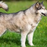 Dog Breeds With Curly Tails: Discover Unique Pups