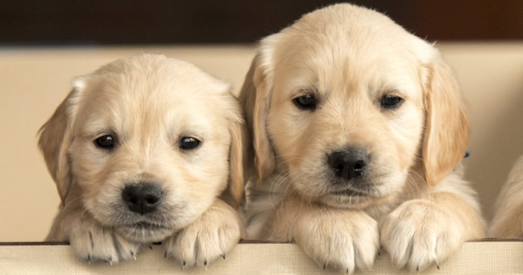 Dog Breeds With Cutest Puppies: 10 Adorable Breeds You’ll Fall in Love With Instantly