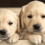 Dog Breeds With Cutest Puppies: 10 Adorable Breeds You’ll Fall in Love With Instantly