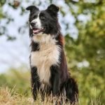 Dog Breeds With Few Health Issues: Healthiest Choices