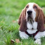Dog Breeds With Floppy Ears: Adorable & Unique Choices