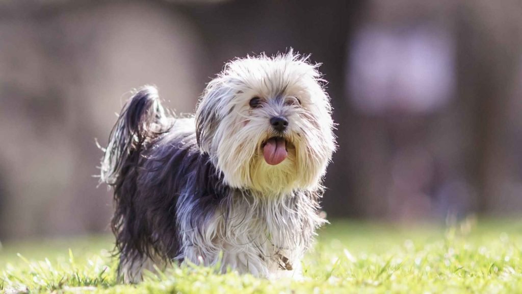 Dog Breeds With Images: Discover Your Perfect Pet