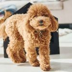 Dog Breeds With Minimal Shedding: Top Picks for Clean Homes
