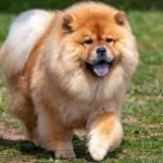 Dog Breeds With Spotted Tongues: Unveiling Unique Traits