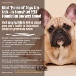 Dog Breeds With the Most Health Issues: Critical Insights