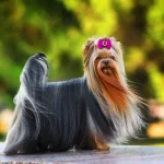 Dog Coat Care Guide for Long Hair Breeds: Ultimate Tips & Tricks