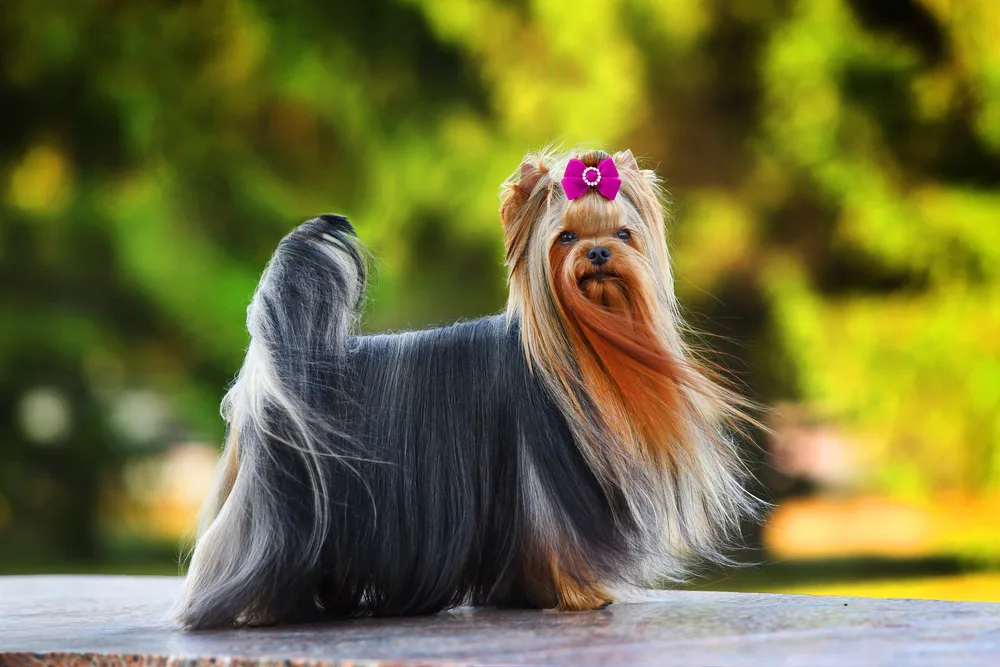 Dog Coat Care Guide for Long Hair Breeds: Ultimate Tips & Tricks