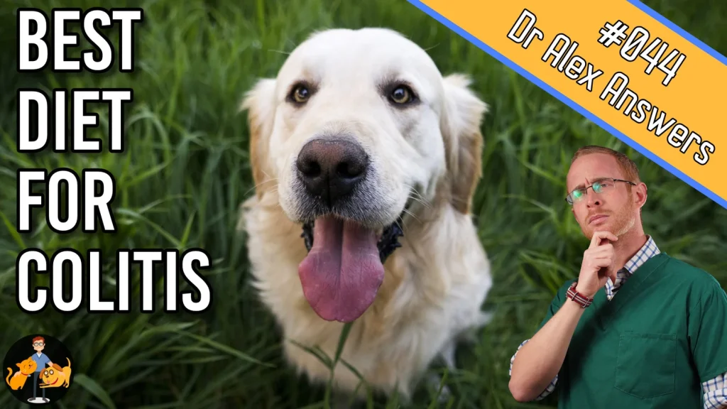 Dog Colitis Diet: Tailored Nutrition for Optimal Health