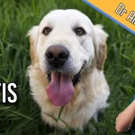 Dog Colitis Diet: Tailored Nutrition for Optimal Health