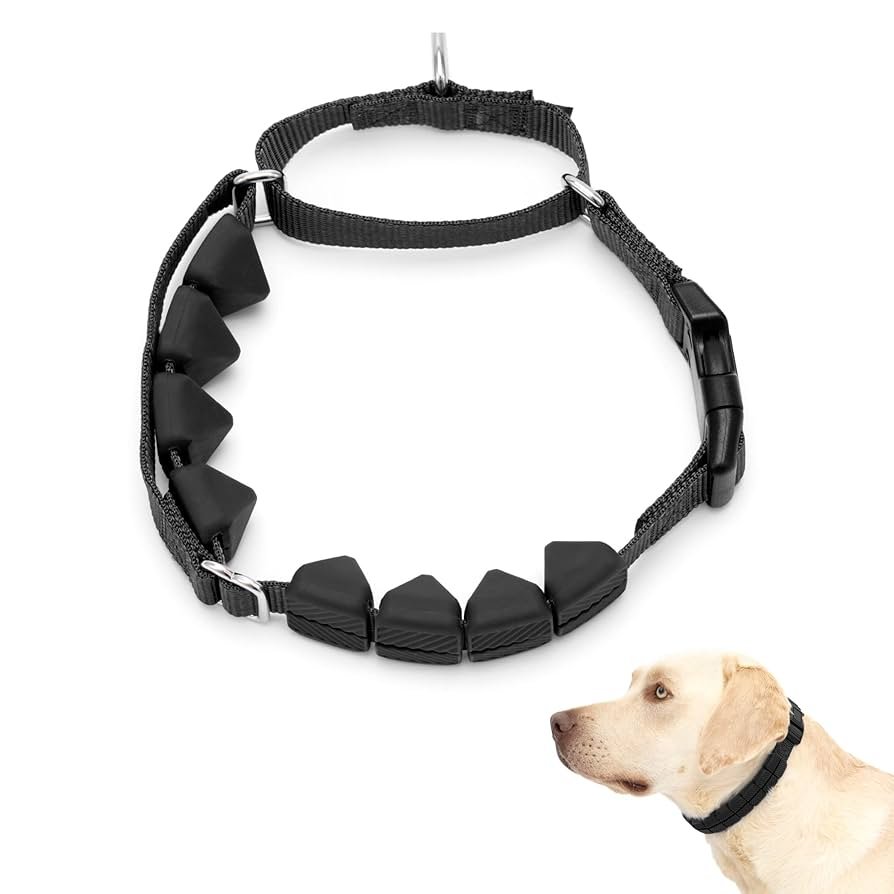 Dog Collar Training: Transform Your Pet’s Behavior Today