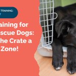 Dog Crate Training: Success Tips for Happy Pups