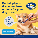 Dog Dental Insurance: Protect Your Pup’s Smile