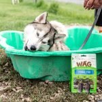 Dog Enrichment Activities: Boost Your Pup’s Happiness