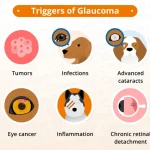 Dog Eye Health Issues: Tips for Prevention and Care