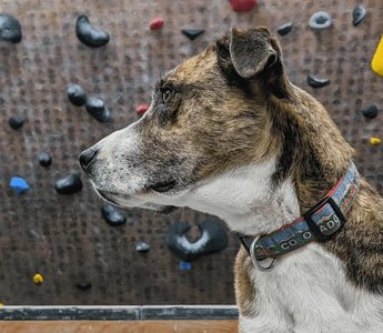 Dog Friendly Activities Denver: Unleash Adventure Fun