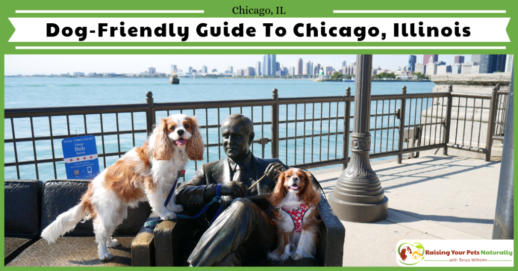 Dog Friendly Activities in Chicago: Explore, Play, Enjoy!