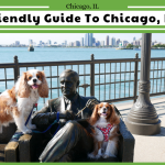 Dog Friendly Activities in Chicago: Explore, Play, Enjoy!