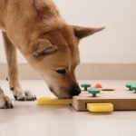 Dog Friendly Activity: Unleash Fun Adventures