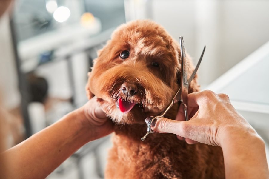 Dog Getting Groomed: Tips for a Stress-Free Experience