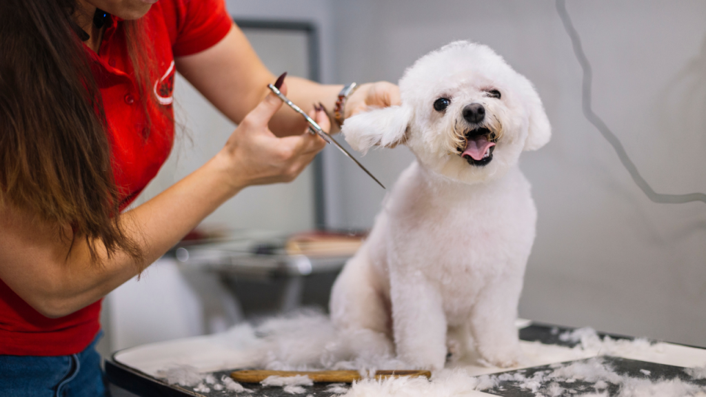Dog Groomer Classes: Transform Your Passion Into Skill