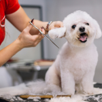 Dog Groomer Classes: Transform Your Passion Into Skill