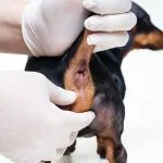 Dog Grooming Anal Glands: Essential Care Tips