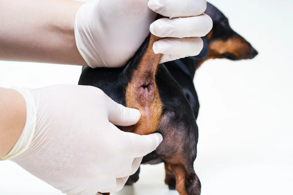 Dog Grooming Anal Glands: Essential Care Tips
