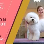 Dog Grooming Bichon Frise: Expert Tips for Fluffy Perfection