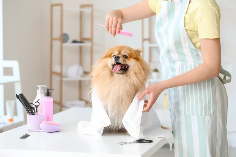 Dog Grooming Business: Tips for Success