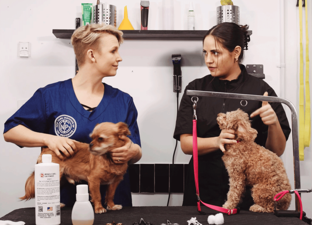 Dog Grooming Classes NYC: Transform Your Pet Care Skills
