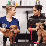 Dog Grooming Classes NYC: Transform Your Pet Care Skills