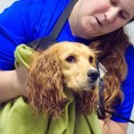 Dog Grooming Cocker Spaniel: Tips for a Flawless Coat