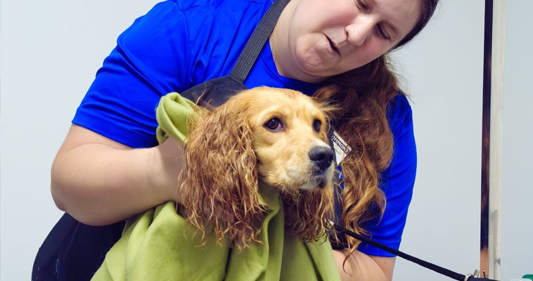 Dog Grooming Cocker Spaniel: Tips for a Flawless Coat