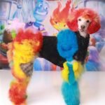 Dog Grooming Contest: Unleash the Ultimate Style Battle