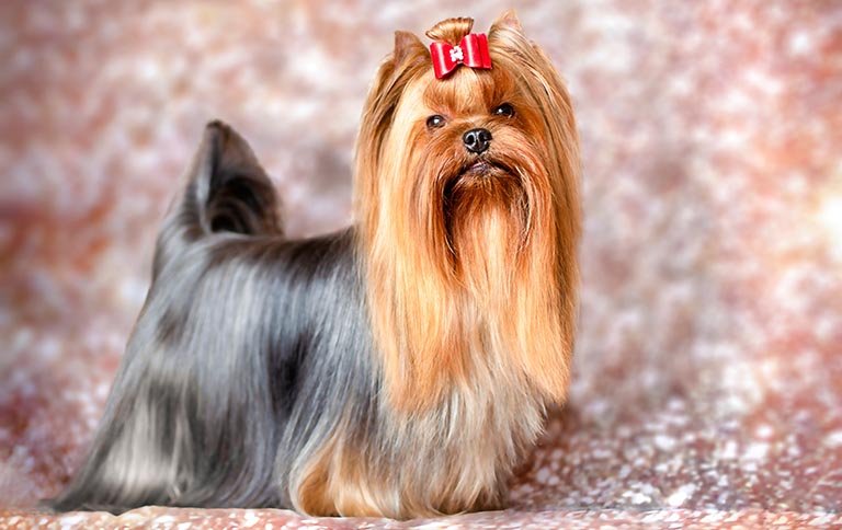 Dog Grooming for Yorkies: Expert Tips for Flawless Fur