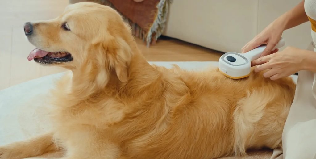 Dog Grooming Golden Retriever: Expert Tips for Flawless Fur