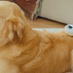 Dog Grooming Golden Retriever: Expert Tips for Flawless Fur