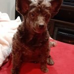 Dog Grooming Hillsboro: Pamper Your Pup Today!