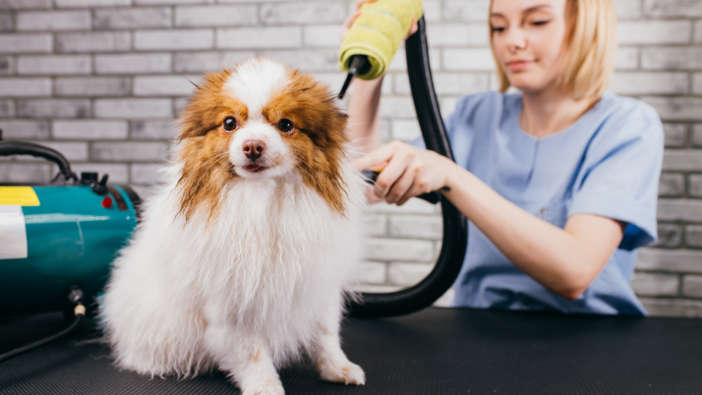 Dog Grooming License Online: Boost Your Pet Business