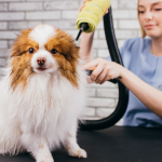 Dog Grooming License Online: Boost Your Pet Business