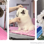Dog Grooming Meaning: Unveiling the Essentials