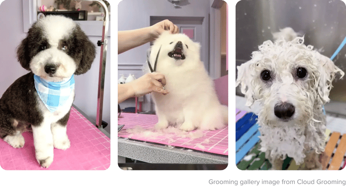 Dog Grooming Meaning: Unveiling the Essentials